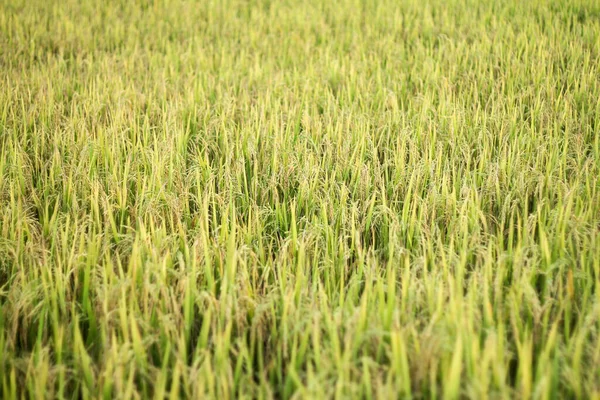 Green Wheat Field Countryside — Stock Photo, Image
