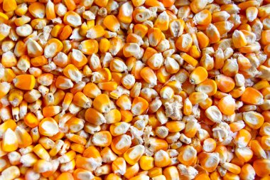 Mısır tohumlarını kapatın.