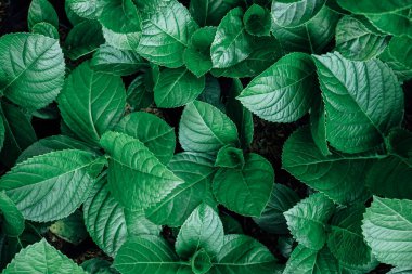 Koyu arkaplanda yeşil yapraklar.