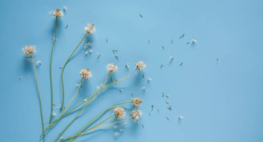 Mavi arkaplanda beyaz çiçekler.