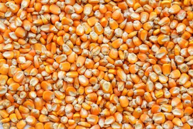 Çiğ sarı ve kahverengi mercimeklerin arka planı