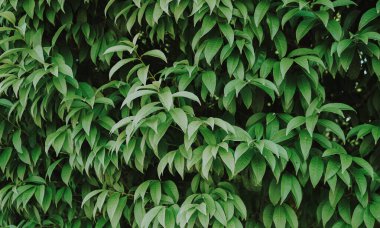 yeşil yapraklar, bitkiler ve yapraklar