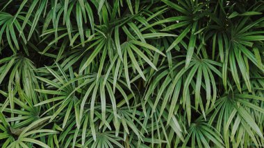 Beyaz arkaplanda yeşil yapraklar