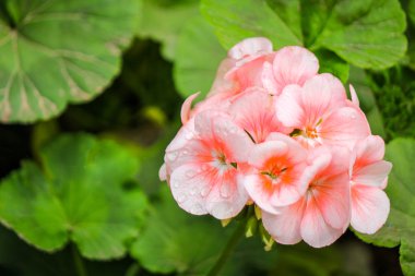 pembe Sardunya çiçeği