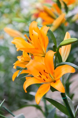 Turuncu lily çiçek