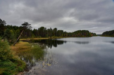 Orman nehri ormandaki sonbahar renkleriyle