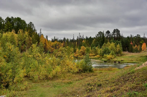 Orman nehri ormandaki sonbahar renkleriyle