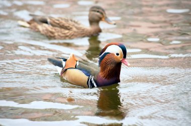 Suda yüzen bir ördek. Yüksek kalite fotoğraf