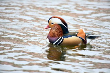 Mandarin Ördeği gölette yüzüyor. 