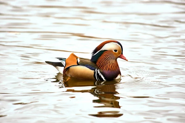 Mandarin-Ente schwimmt in einem Teich — Stockfoto