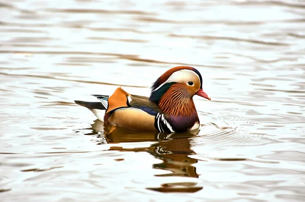 Mandarin Anka simmar i en damm — Stockfoto