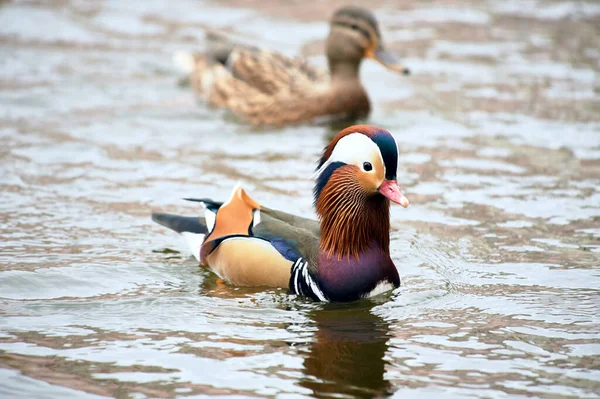 Canard mandarin nageant dans un étang — Photo