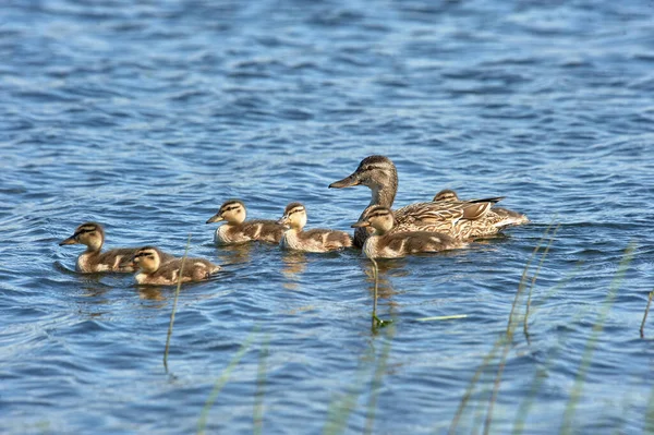 Kachna s ducklings koupání v rybníku — Stock fotografie