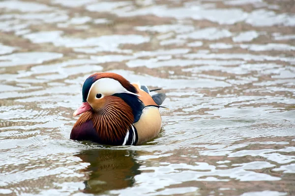 Мандаринская утка плавает в пруду — стоковое фото