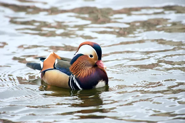 Canard mandarin nageant dans un étang — Photo