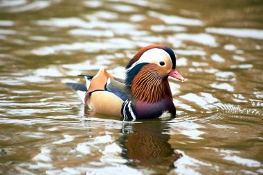 Mandarin Ördeği gölette yüzüyor.