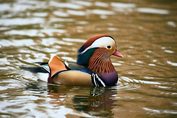 Mandarim Pato nadando em uma lagoa — Fotografia de Stock