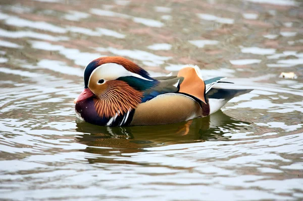 Mandarim Pato nadando em uma lagoa — Fotografia de Stock
