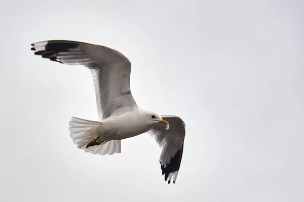 Seekor burung camar melayang di udara — Stok Foto
