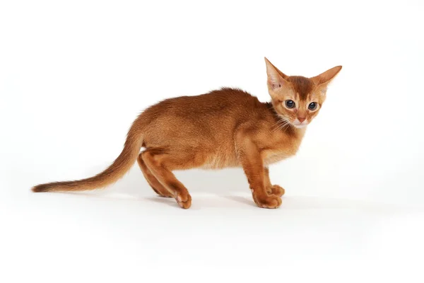 Pequeno gatinho no fundo branco — Fotografia de Stock