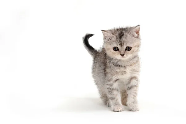 Small fluffy kitten on a white background — Stock Photo, Image