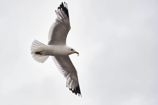 Seekor burung camar melayang di udara — Stok Foto