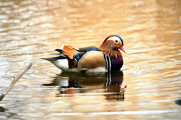 Mandarin Anka simmar i en damm — Stockfoto