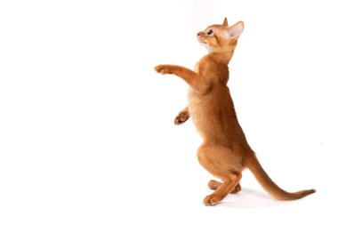 Beyaz arka planda küçük, pürüzsüz saçlı bir kedi yavrusu.