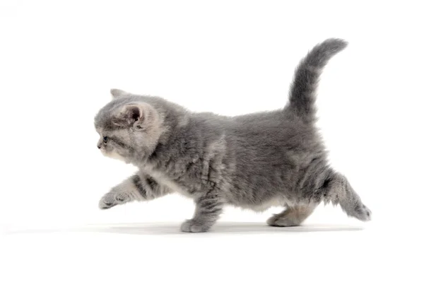 Piccolo gattino soffice su sfondo bianco — Foto Stock
