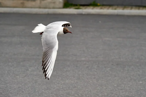 Een meeuw zweeft in de lucht — Stockfoto