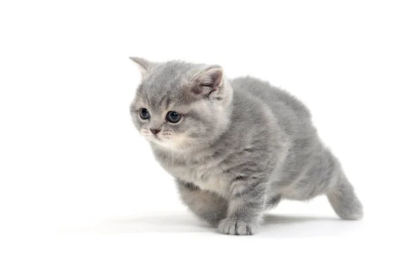 白色背景上毛茸茸的灰色小猫 — 图库照片
