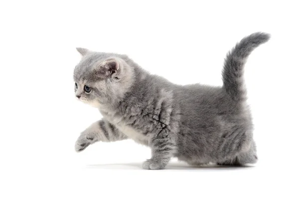 Пушистый серый котенок на белом фоне — стоковое фото
