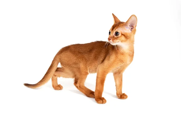 Gatito rojo de pura raza sobre un fondo blanco — Foto de Stock