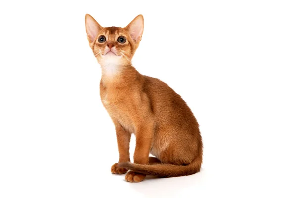 Gattino di razza rossa su sfondo bianco — Foto Stock