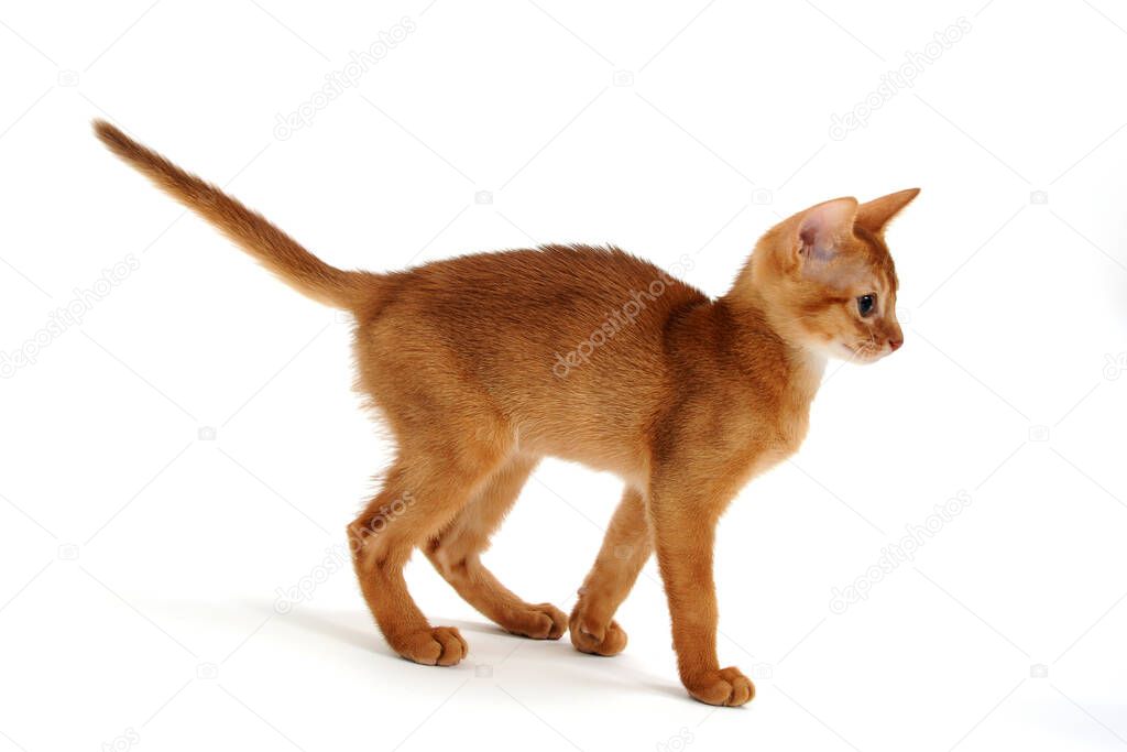 Red purebred kitten on a white background