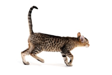 Beyaz arka planda, safkan, pürüzsüz saçlı kedi yavrusu.