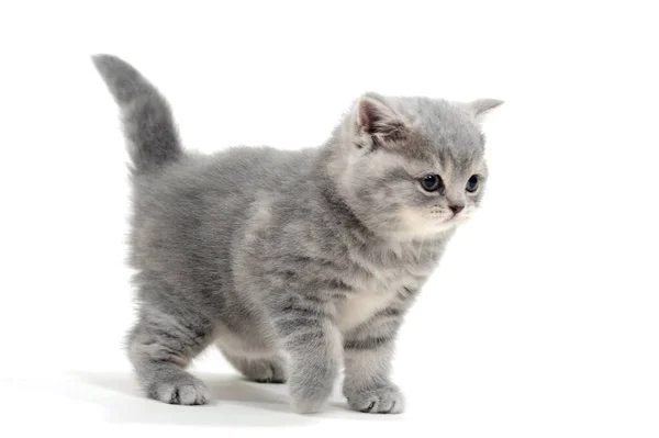 Gatito gris esponjoso sobre un fondo blanco — Foto de Stock