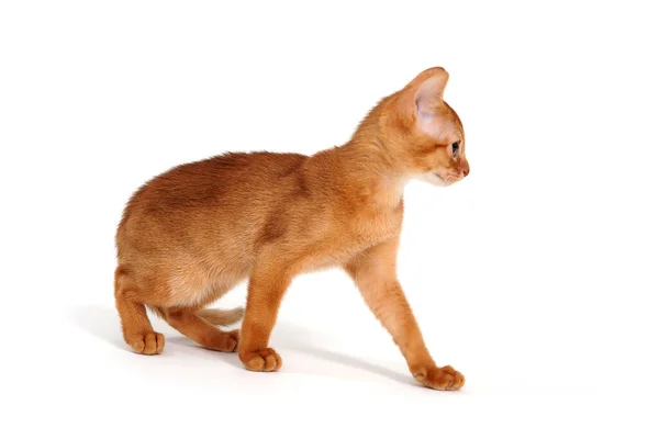 Gatinho vermelho de raça pura em um fundo branco — Fotografia de Stock