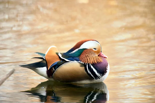 Mandarin-Ente schwimmt in einem Teich — Stockfoto