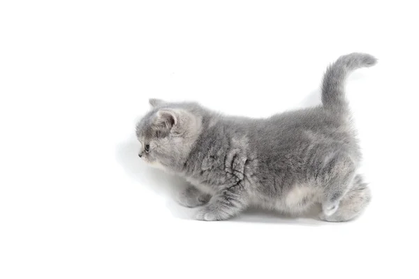 Gattino grigio soffice su sfondo bianco — Foto Stock