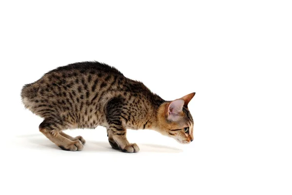 Gatinho de pêlo liso puro em um fundo branco — Fotografia de Stock