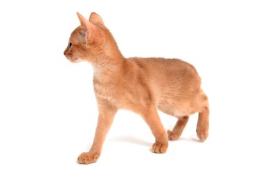 Beyaz arka planda zencefilli safkan kedi yavrusu