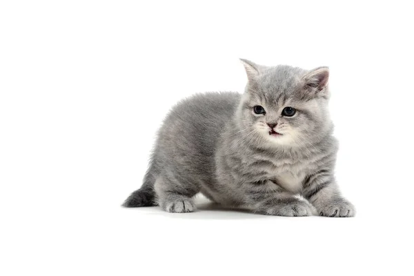 Fluffy purebred gray kitten on a white background — Stock Photo, Image