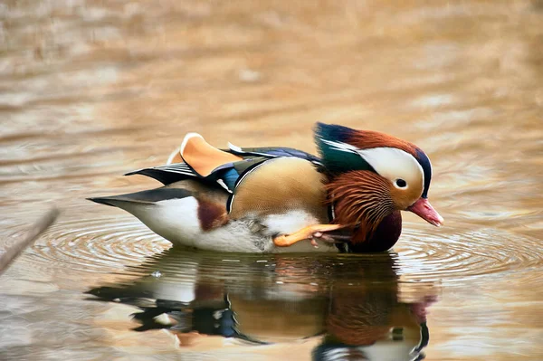 Canard mandarin nageant dans un étang — Photo