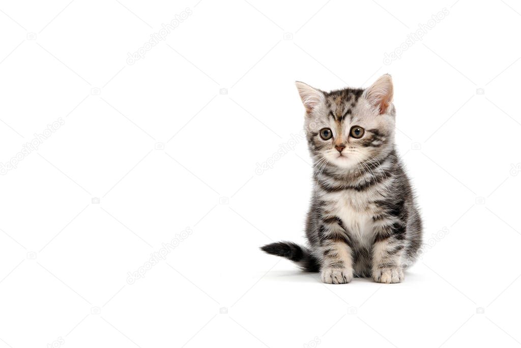 Fluffy purebred gray kitten on a white background