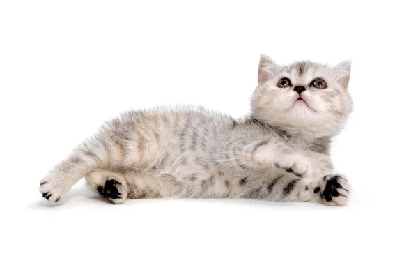 Puszysty szary kotek na białym tle — Zdjęcie stockowe