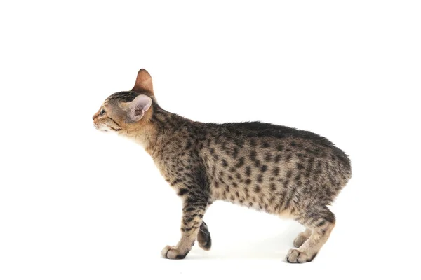 Gatito de pelo liso de pura raza sobre un fondo blanco —  Fotos de Stock