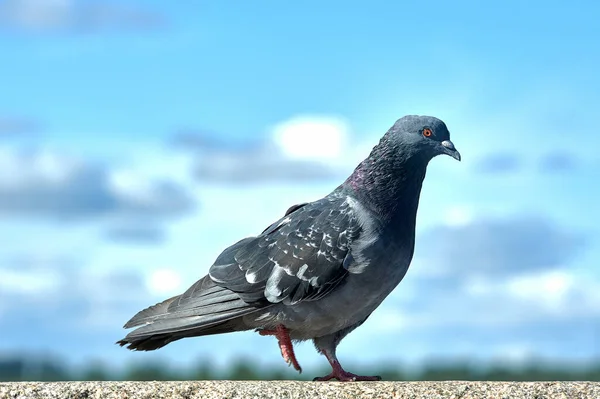 Taube auf einem Felsen vor blauem Himmel — Stockfoto