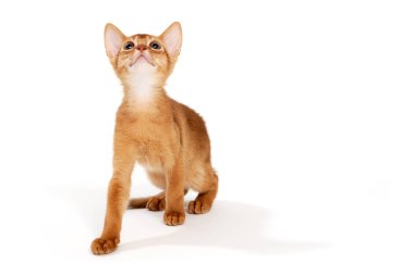 Beyaz arka planda zencefilli safkan kedi yavrusu