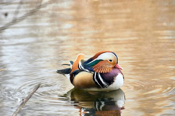 Canard mandarin nageant dans un étang — Photo